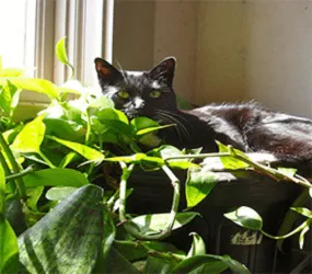Mountain Lore Animal Hospital Picture 8