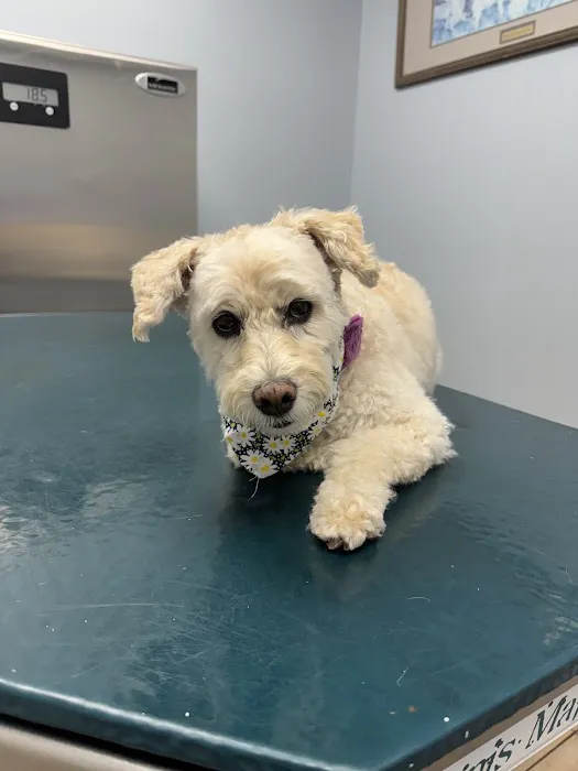 Mountain Lore Animal Hospital Picture 3