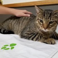 Wolcott Veterinary Clinic PC ico