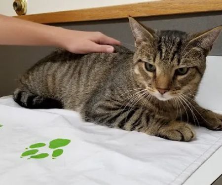 Wolcott Veterinary Clinic PC