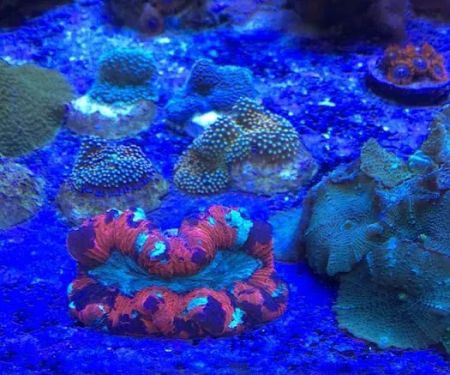 SALTWATER SHACK