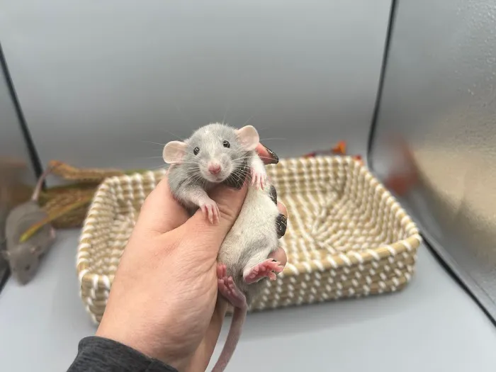 Little Whiskers Rattery & Co Picture 7