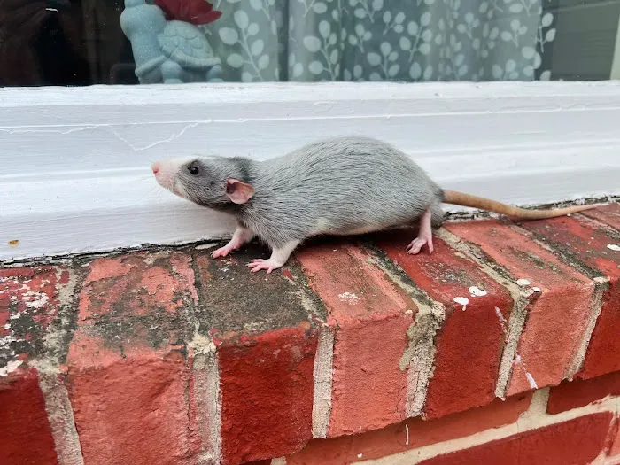 Little Whiskers Rattery & Co Picture 3