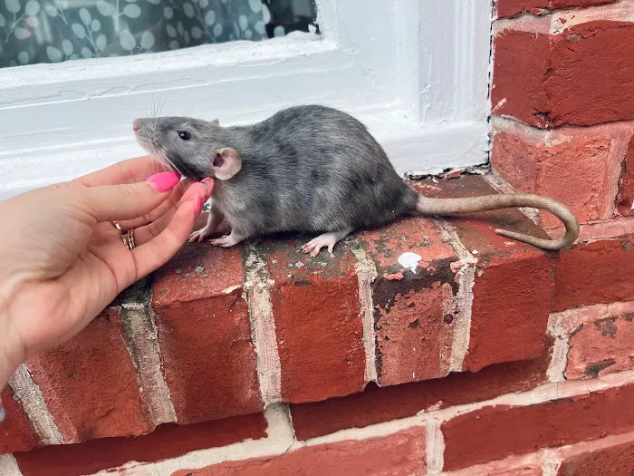 Little Whiskers Rattery & Co Picture 6