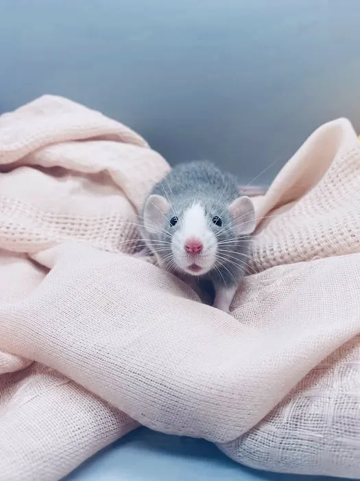 Little Whiskers Rattery & Co Picture 2