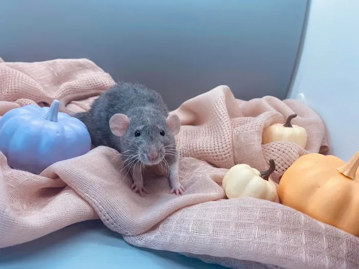 Little Whiskers Rattery & Co Picture 1