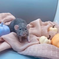 Little Whiskers Rattery & Co ico