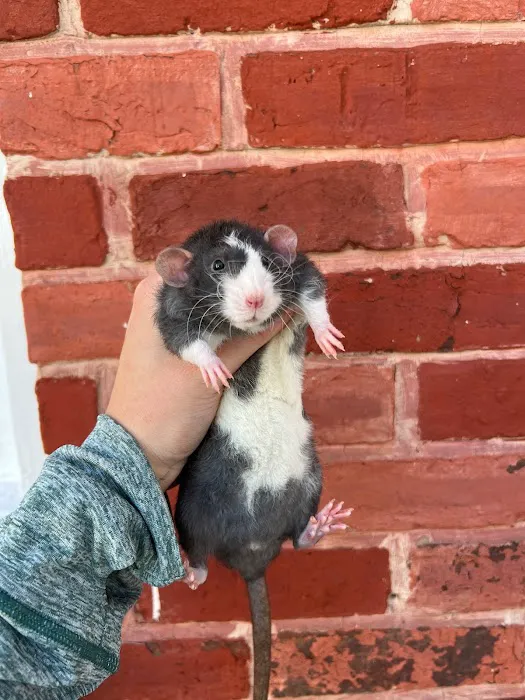 Little Whiskers Rattery & Co Picture 5