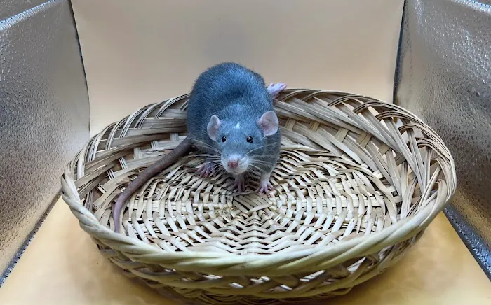 Little Whiskers Rattery & Co Picture 4