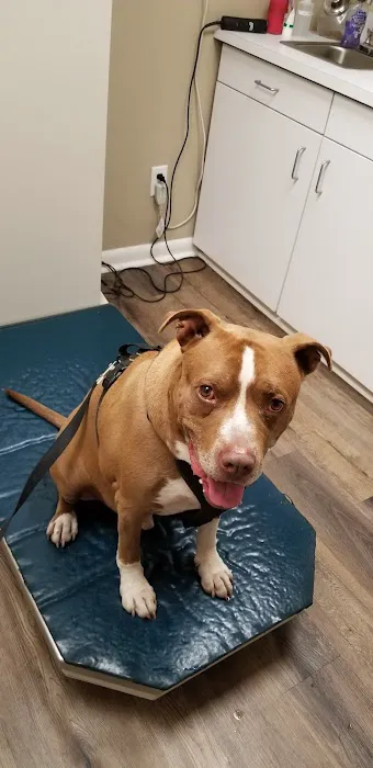 Animal Hospital Of Webster Picture 3