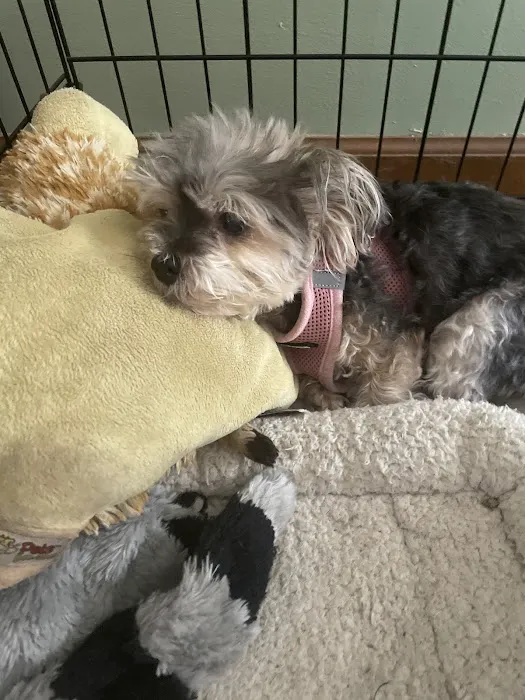 Animal Hospital Of Webster Picture 6