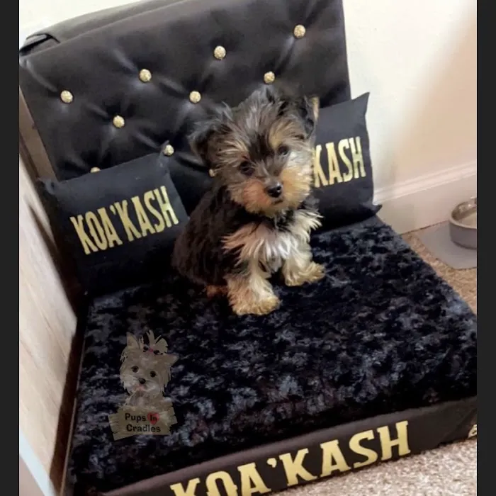 Pups In Cradle Picture 5