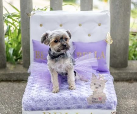 Pups In Cradle