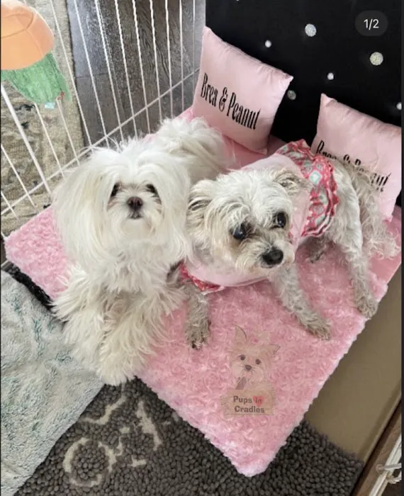 Pups In Cradle Picture 10