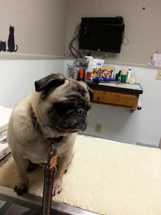 VCA Shaker Road Animal Hospital Picture 9