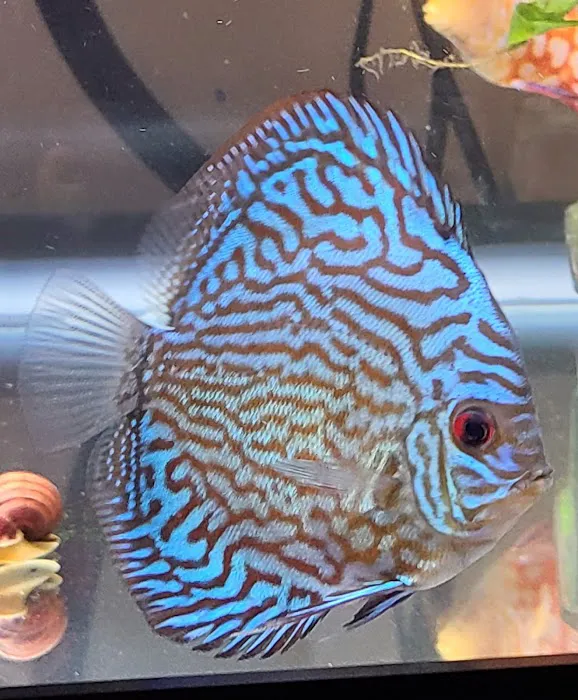 Ava's Aquarium Services Picture 3