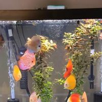 Ava's Aquarium Services ico