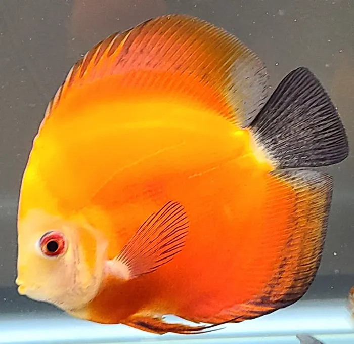 Ava's Aquarium Services Picture 4