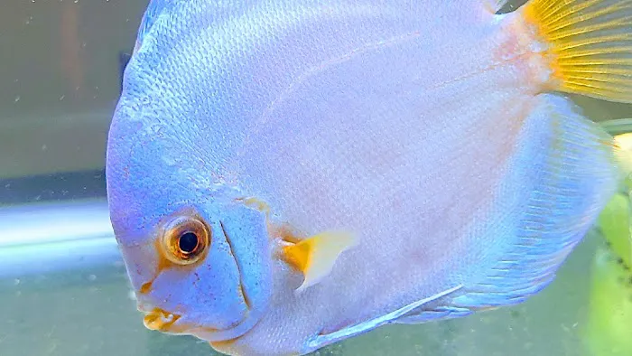 Ava's Aquarium Services Picture 5