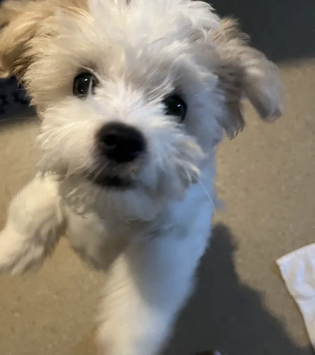 Vetco Vaccination Clinic Picture 2