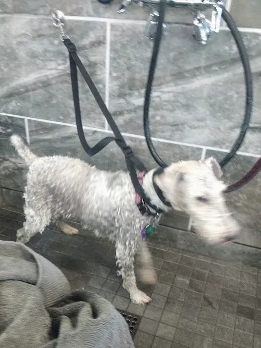 Pet Supermarket Picture 10