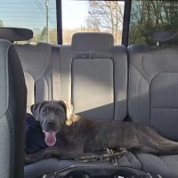 Longmeadow Veterinary Clinic ico