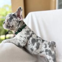 Seaside Pups ico