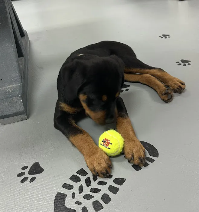 The K9 Shop Picture 3