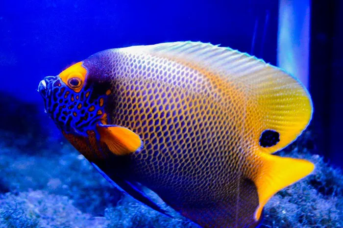 Aquariums, Inc. Picture 10