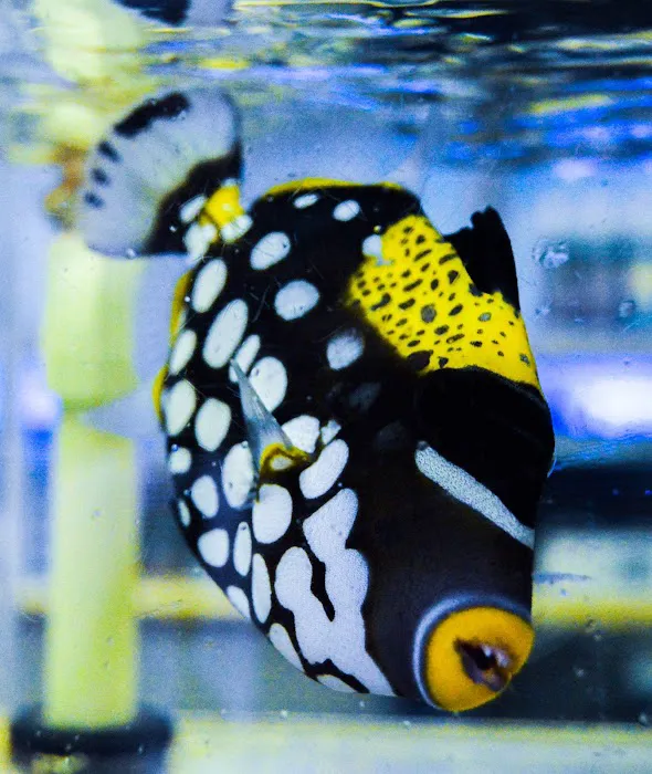 Aquariums, Inc. Picture 6