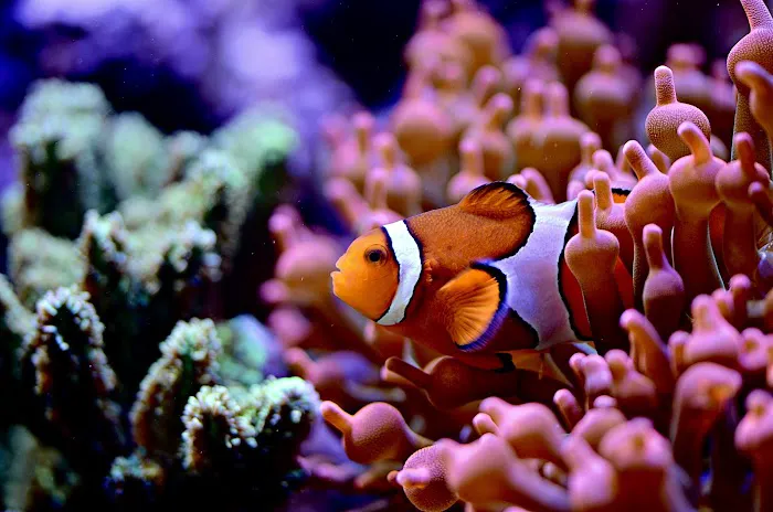 Aquariums, Inc. Picture 8