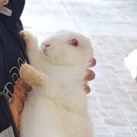 Pet Supermarket ico