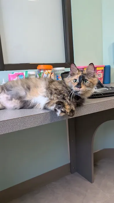 Pawsome Vet Care Picture 7