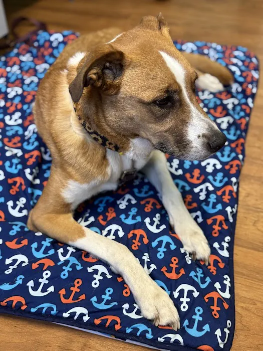 Pawsome Vet Care Picture 5
