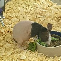 Pet Supermarket ico