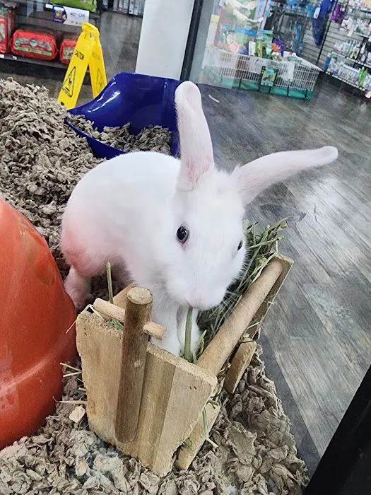 Pet Supermarket Picture 7