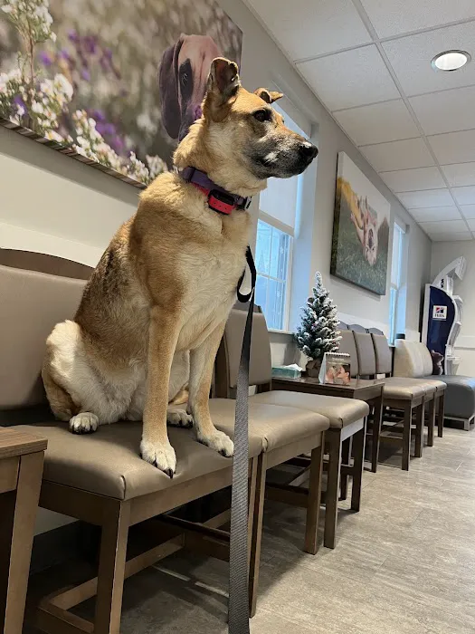 VCA Palmer Animal Hospital Picture 5