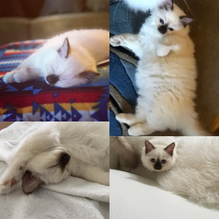 Goodness for Pets Picture 3