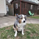 Wilbraham Animal Hospital