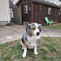 Wilbraham Animal Hospital ico