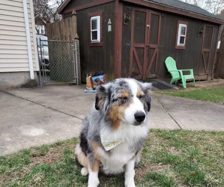 Wilbraham Animal Hospital