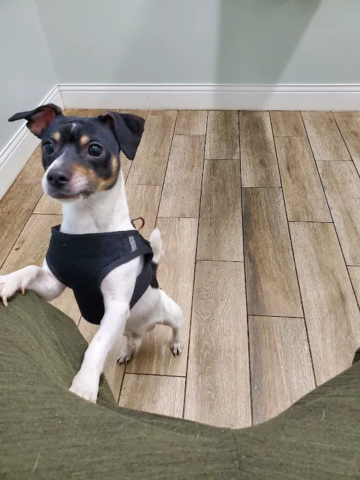 Wilbraham Animal Hospital Picture 4