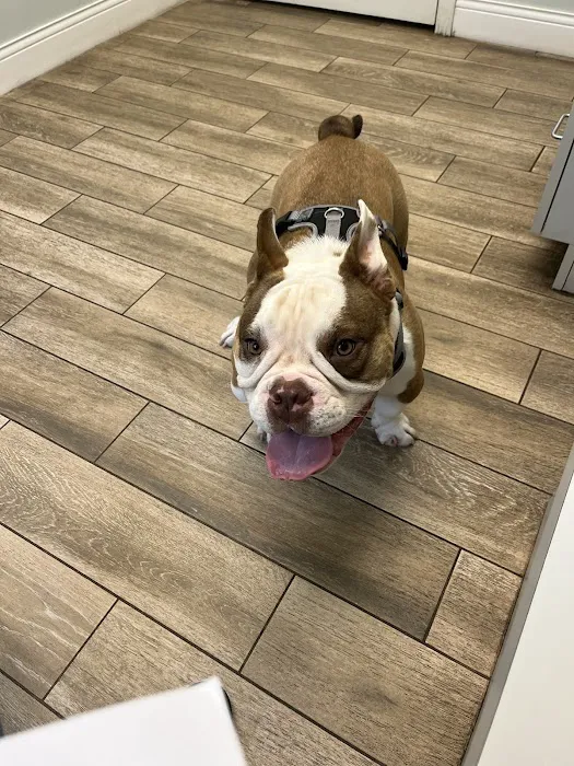 Wilbraham Animal Hospital Picture 8