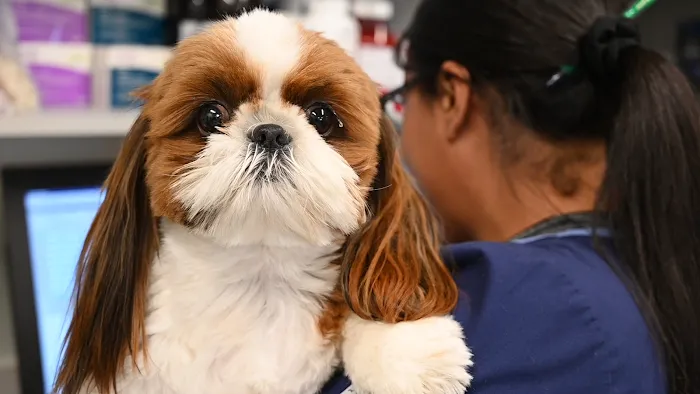 Wilbraham Animal Hospital Picture 9