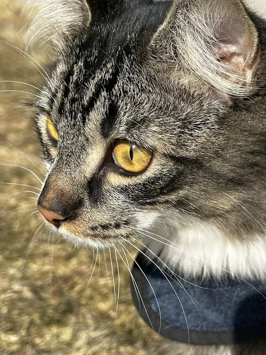 Wilbraham Animal Hospital Picture 5