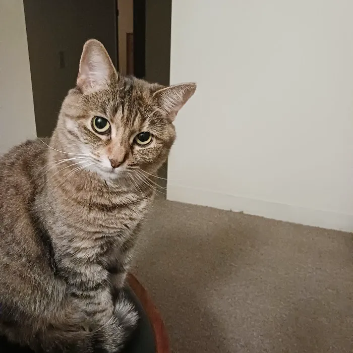 Wilbraham Animal Hospital Picture 7