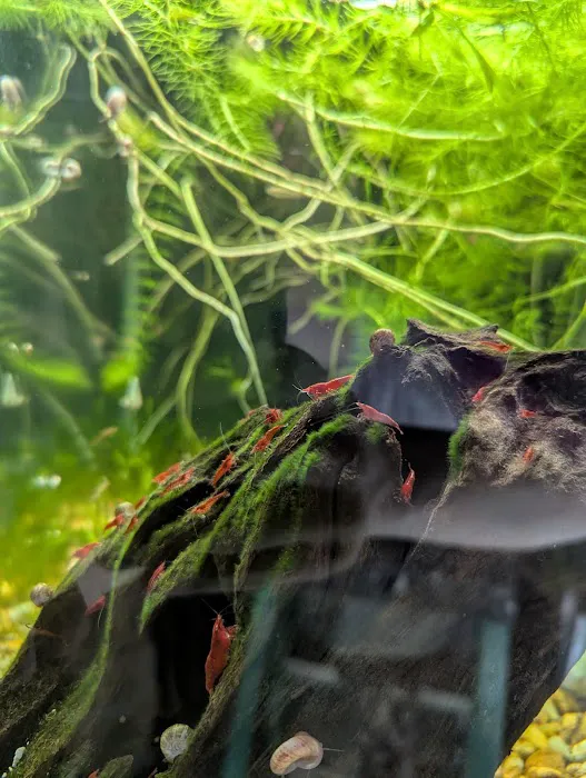 Planted aquariums by Stetson ( BY APPOINTMENT ONLY ) Picture 5