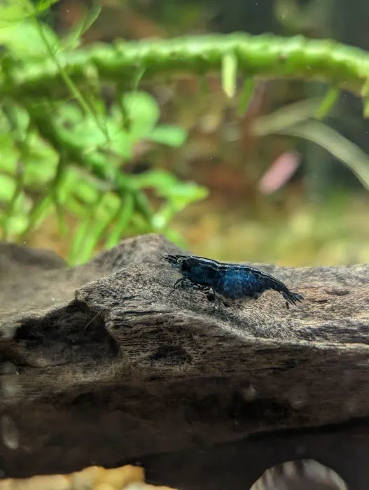 Planted aquariums by Stetson ( BY APPOINTMENT ONLY ) Picture 4