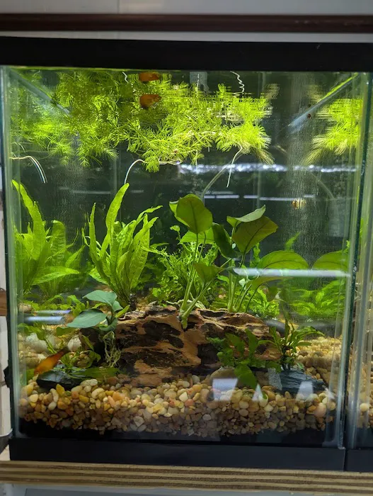 Planted aquariums by Stetson ( BY APPOINTMENT ONLY ) Picture 3