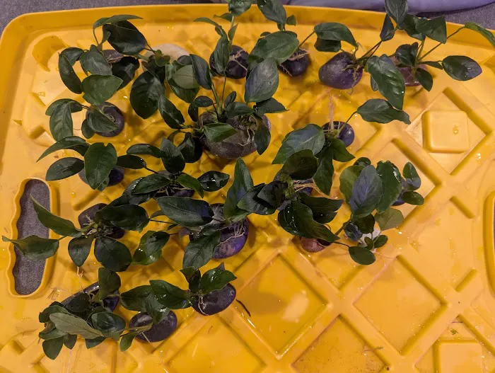 Planted aquariums by Stetson ( BY APPOINTMENT ONLY ) Picture 2